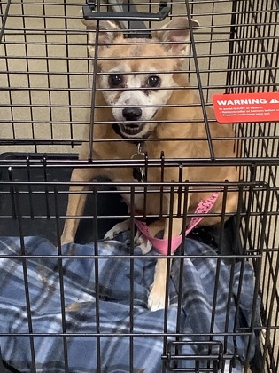 Shelter Stray Female Dog last seen Near INVERNESS AVE, West District, TX, 355 Hillshire Dr, Haslet, TX 76052, USA