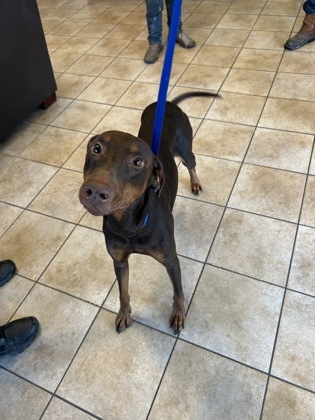 Shelter Stray Male Dog last seen Near SO LOOP 820 FWY, West District, TX, 355 Hillshire Dr, Haslet, TX 76052, USA