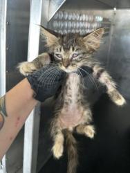 Shelter Stray Female Cat last seen Near E FAIRAX AVE., Central District, TX, 355 Hillshire Dr, Haslet, TX 76052, USA