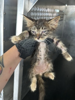 Shelter Stray Female Cat last seen Near E FAIRAX AVE., Central District, TX, 355 Hillshire Dr, Haslet, TX 76052, USA