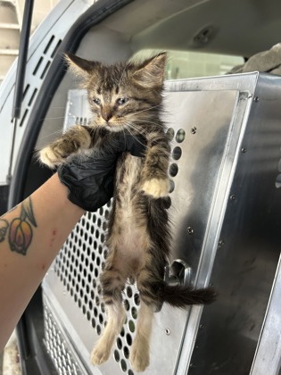 Shelter Stray Male Cat last seen Near E FAIRAX AVE., Central District, TX, 355 Hillshire Dr, Haslet, TX 76052, USA