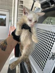 Shelter Stray Female Cat last seen Near E FAIRAX AVE., Central District, TX, 355 Hillshire Dr, Haslet, TX 76052, USA