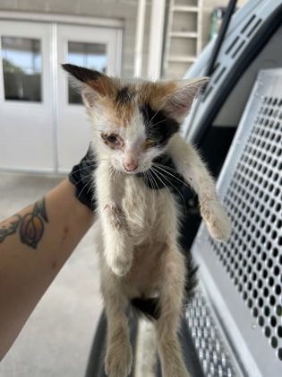 Shelter Stray Female Cat last seen Near E FAIRAX AVE., Central District, TX, 355 Hillshire Dr, Haslet, TX 76052, USA