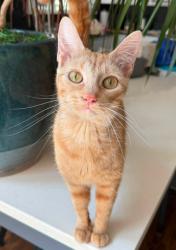 Shelter Stray Female Cat last seen Collins St and Truman Rd, KCMO, 64127, 64127, MO, 7077 Elmwood Ave, Kansas City, MO 64132, USA