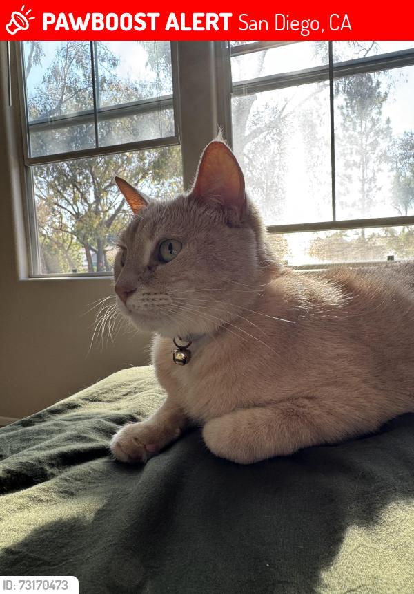 Lost Male Cat last seen valley center, San Diego, CA 92130