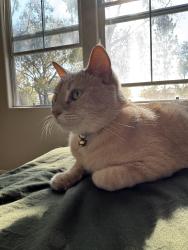 Lost Male Cat last seen valley center, San Diego, CA 92130