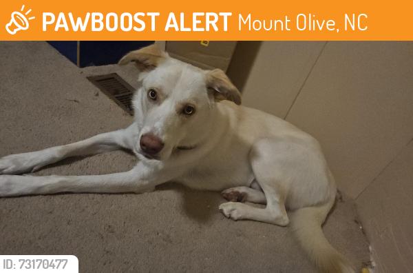 Found/Stray Male Dog last seen Jim Best rd, Mount Olive, NC 28365