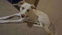 Found/Stray Male Dog last seen Jim Best rd, Mount Olive, NC 28365