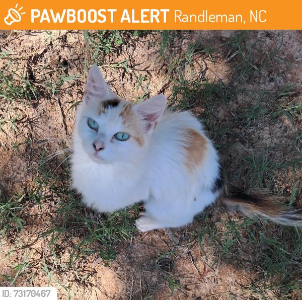 Found/Stray Female Cat last seen Watertower, Randleman, NC 27317