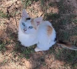 Found/Stray Female Cat last seen Watertower, Randleman, NC 27317
