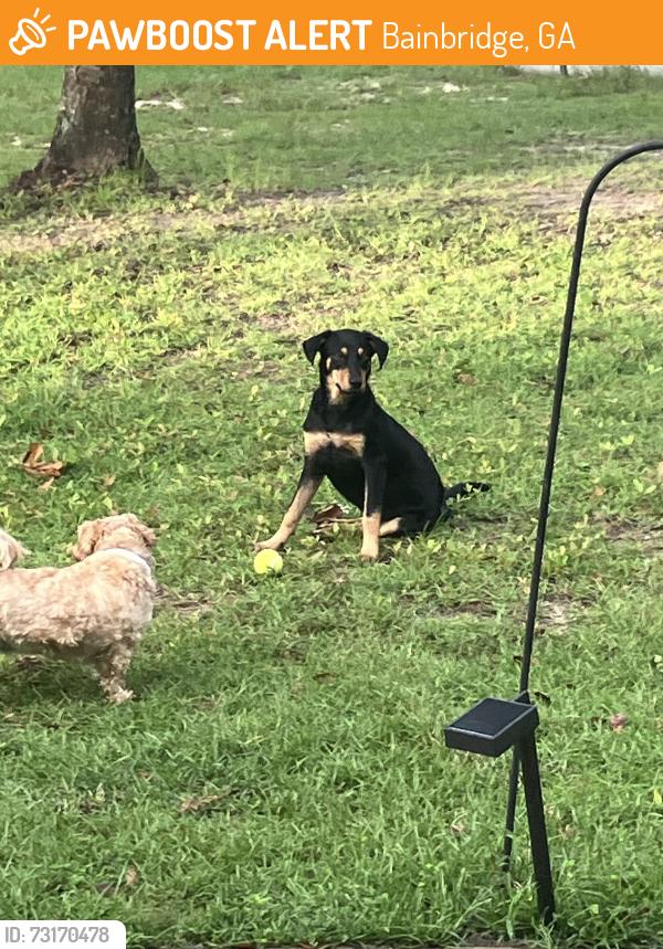 Found/Stray Female Dog last seen Booster club rd, Bainbridge, GA 39819