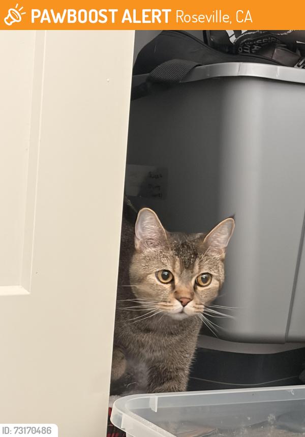 Found/Stray Male Cat last seen Campus Oaks apmts, Roseville, CA 95747