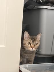 Found/Stray Male Cat last seen Campus Oaks apmts, Roseville, CA 95747