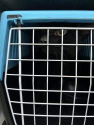 Shelter Stray Male Cat last seen Near Malibu Palms Drive, VIRGINIA BEACH, VA, 23452, 341 S Birdneck Rd, Virginia Beach, VA 23451, USA