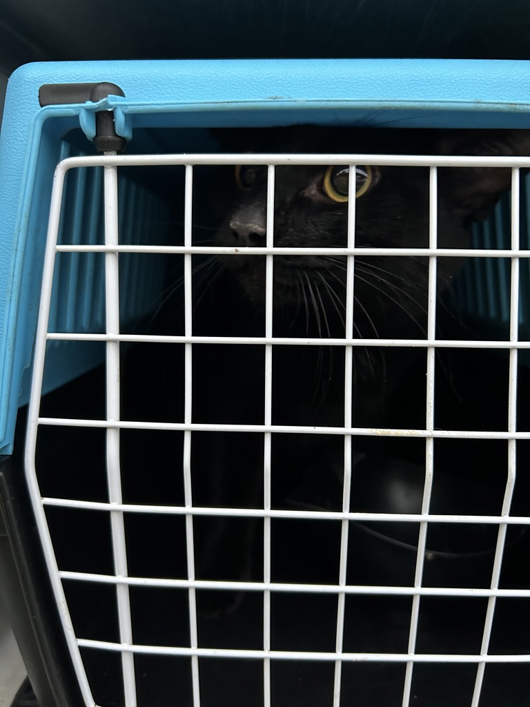 Shelter Stray Male Cat last seen Near Malibu Palms Drive, VIRGINIA BEACH, VA, 23452, 341 S Birdneck Rd, Virginia Beach, VA 23451, USA
