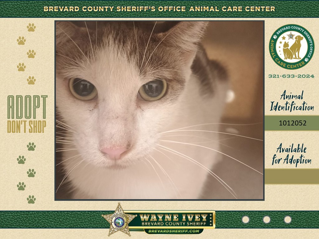 Shelter Stray Female Cat last seen Near Peachtree Street, COCOA, FL, 32922, 5100 W Eau Gallie Blvd, Melbourne, FL 32934, USA