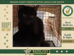 Shelter Stray Female Cat last seen Near Cleveland Street NE, PALM BAY, FL, 32905, 5100 W Eau Gallie Blvd, Melbourne, FL 32934, USA
