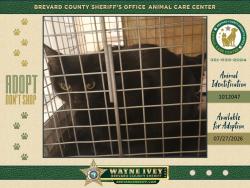 Shelter Stray Female Cat last seen Near Cleveland Street NE, PALM BAY, FL, 32905, 5100 W Eau Gallie Blvd, Melbourne, FL 32934, USA