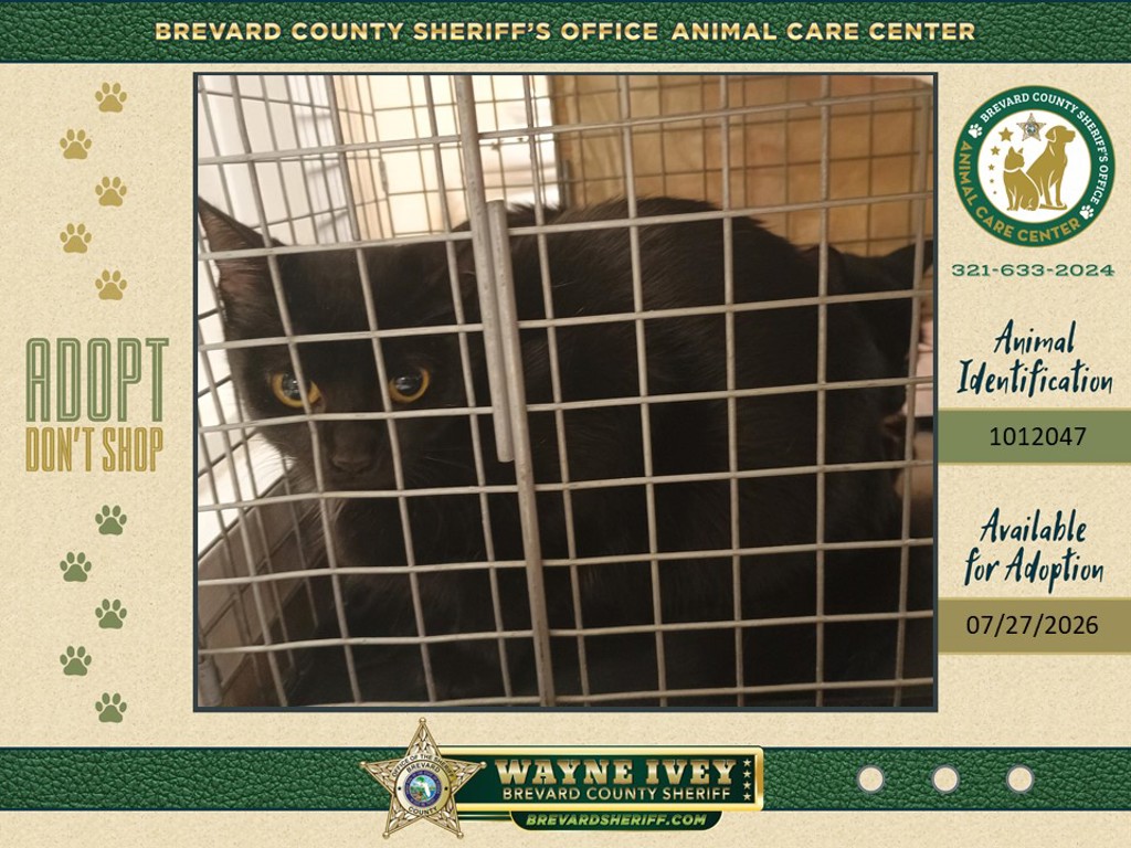 Shelter Stray Female Cat last seen Near Cleveland Street NE, PALM BAY, FL, 32905, 5100 W Eau Gallie Blvd, Melbourne, FL 32934, USA