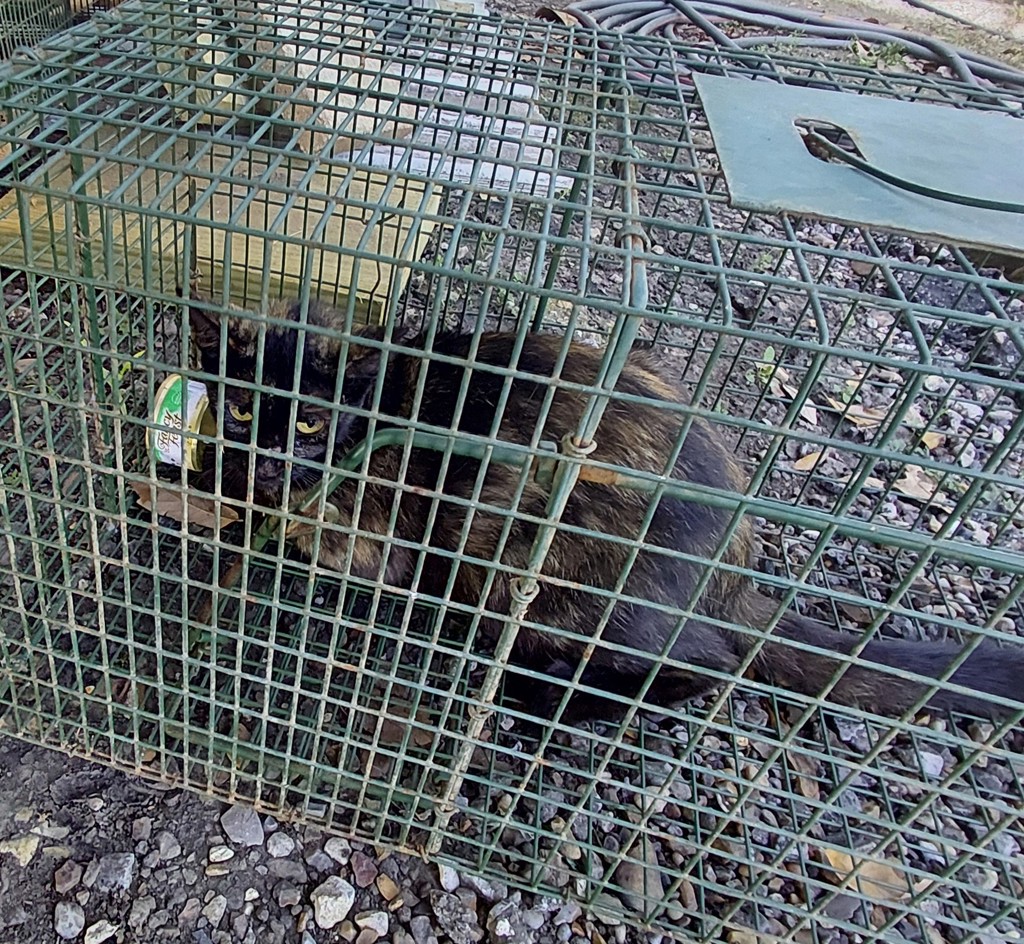 Shelter Stray Unknown Cat last seen Near La 1252, CARENCRO, LA, 70520, 410 Dugas Rd, Lafayette, LA 70507, USA