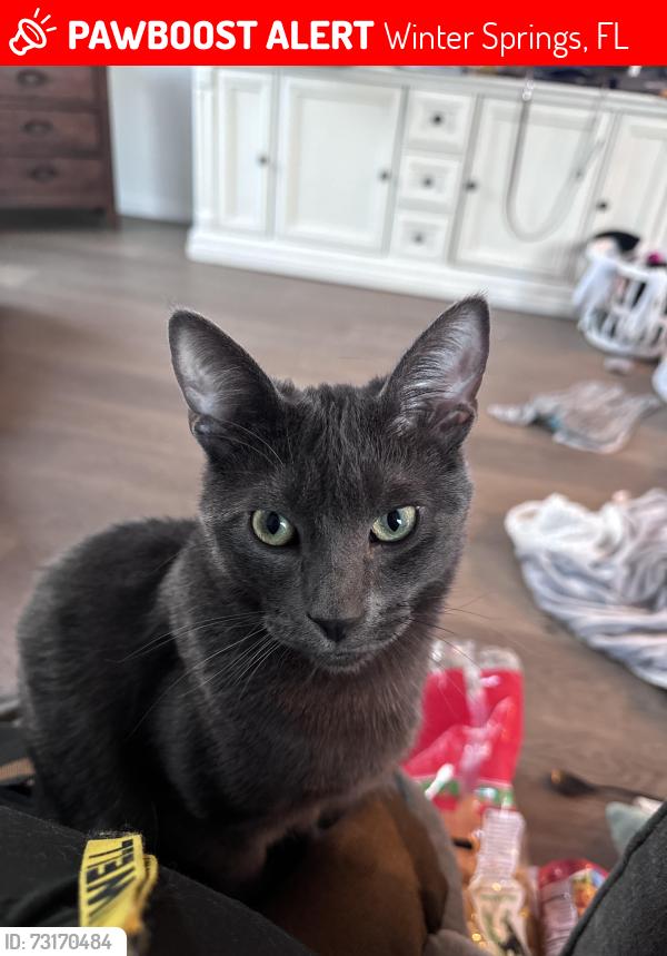 Lost Male Cat last seen Avery lake drive 32708, Winter Springs, FL 32708