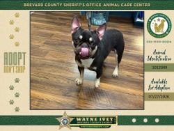 Shelter Stray Male Dog last seen Near Egret Circle, BAREFOOT BAY, FL, 32976, 5100 W Eau Gallie Blvd, Melbourne, FL 32934, USA