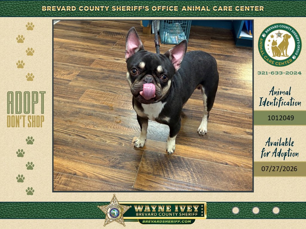 Shelter Stray Male Dog last seen Near Egret Circle, BAREFOOT BAY, FL, 32976, 5100 W Eau Gallie Blvd, Melbourne, FL 32934, USA