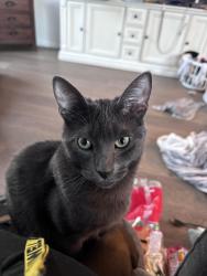 Lost Male Cat last seen Avery lake drive 32708, Winter Springs, FL 32708