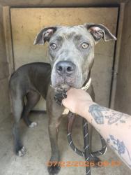 Shelter Stray Female Dog last seen FL, 5100 W Eau Gallie Blvd, Melbourne, FL 32934, USA