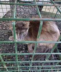 Shelter Stray Unknown Cat last seen Near La 1252, CARENCRO, LA, 70520, 410 Dugas Rd, Lafayette, LA 70507, USA