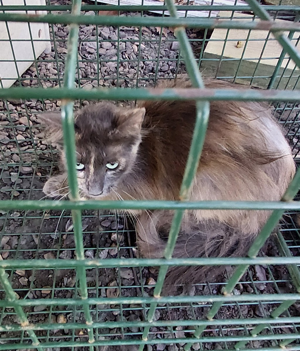 Shelter Stray Unknown Cat last seen Near La 1252, CARENCRO, LA, 70520, 410 Dugas Rd, Lafayette, LA 70507, USA