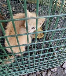 Shelter Stray Female Cat last seen Near 1252, CARENCRO, LA, 70520, 410 Dugas Rd, Lafayette, LA 70507, USA
