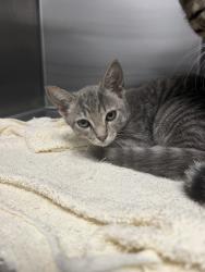 Shelter Stray Female Cat last seen Dreagans CCI cats - found at work shop, LAFAYETTE, LA, 70501, 410 Dugas Rd, Lafayette, LA 70507, USA