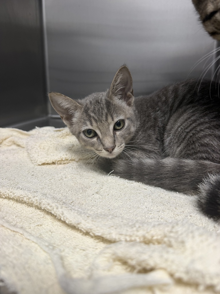 Shelter Stray Female Cat last seen Dreagans CCI cats - found at work shop, LAFAYETTE, LA, 70501, 410 Dugas Rd, Lafayette, LA 70507, USA