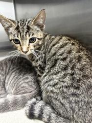 Shelter Stray Male Cat last seen Dreagans CCI cats - found at work shop, LAFAYETTE, LA, 70501, 410 Dugas Rd, Lafayette, LA 70507, USA