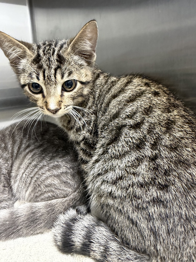 Shelter Stray Male Cat last seen Dreagans CCI cats - found at work shop, LAFAYETTE, LA, 70501, 410 Dugas Rd, Lafayette, LA 70507, USA