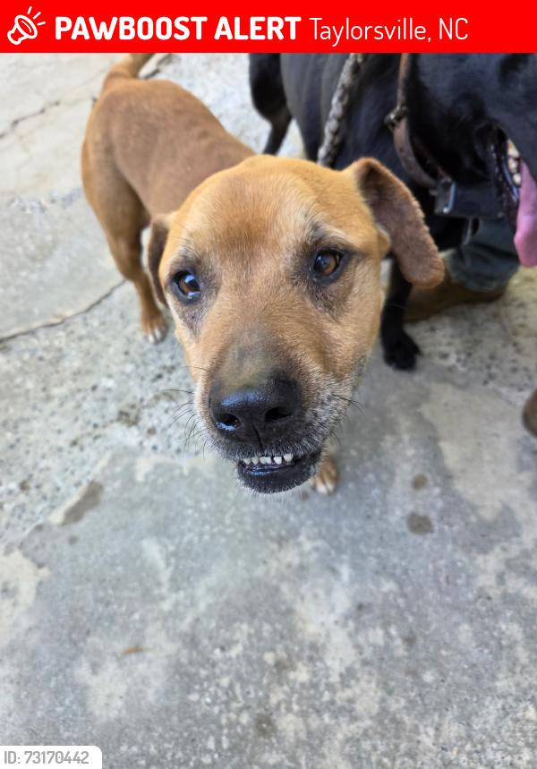 Lost Male Dog last seen Near advent ch rd, Taylorsville, NC 28681
