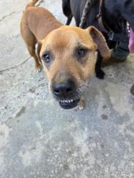 Lost Male Dog last seen Near advent ch rd, Taylorsville, NC 28681
