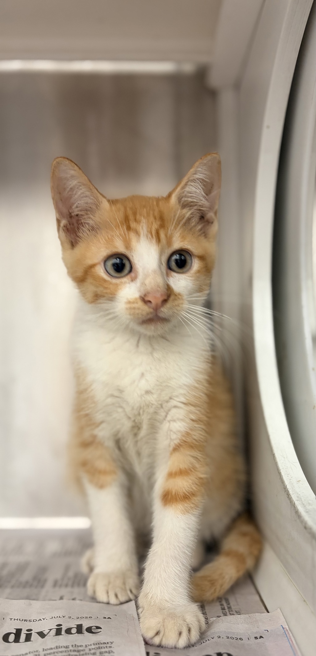 Shelter Stray Male Cat last seen Near Chimney Rock Boulevard, LAFAYETTE, LA, 70508, 410 Dugas Rd, Lafayette, LA 70507, USA