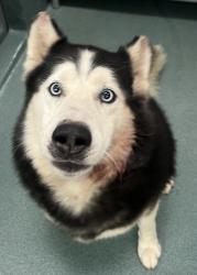 Shelter Stray Male Dog last seen Frazier Drive, RALEIGH, NC, 27610, 820 Beacon Lake Dr, Raleigh, NC 27610, USA