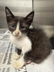 Shelter Stray Male Cat last seen Found in engine of car, LAFAYETTE, LA, 70508, 410 Dugas Rd, Lafayette, LA 70507, USA