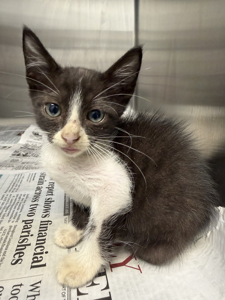 Shelter Stray Male Cat last seen Found in engine of car, LAFAYETTE, LA, 70508, 410 Dugas Rd, Lafayette, LA 70507, USA