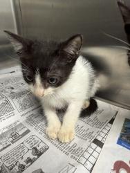 Shelter Stray Male Cat last seen Found in engine of car, LAFAYETTE, LA, 70508, 410 Dugas Rd, Lafayette, LA 70507, USA