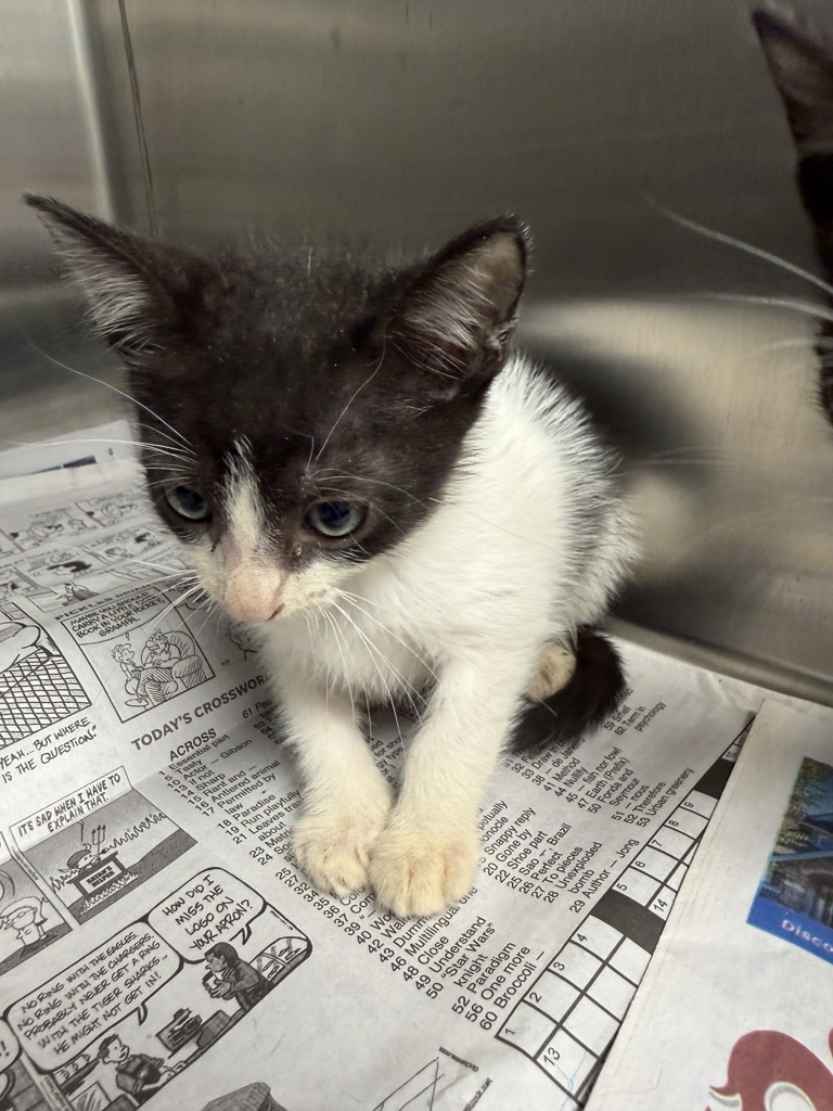 Shelter Stray Male Cat last seen Found in engine of car, LAFAYETTE, LA, 70508, 410 Dugas Rd, Lafayette, LA 70507, USA