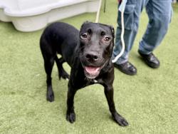 Shelter Stray Female Dog last seen Near Madison Avenue, NEW YORK, NY, 10030, 326 E 110th St, New York, NY 10029, USA