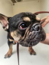 Shelter Stray Male Dog last seen Calle Cristobal, San Diego, CA, 92126, Escondido, CA 92027, USA