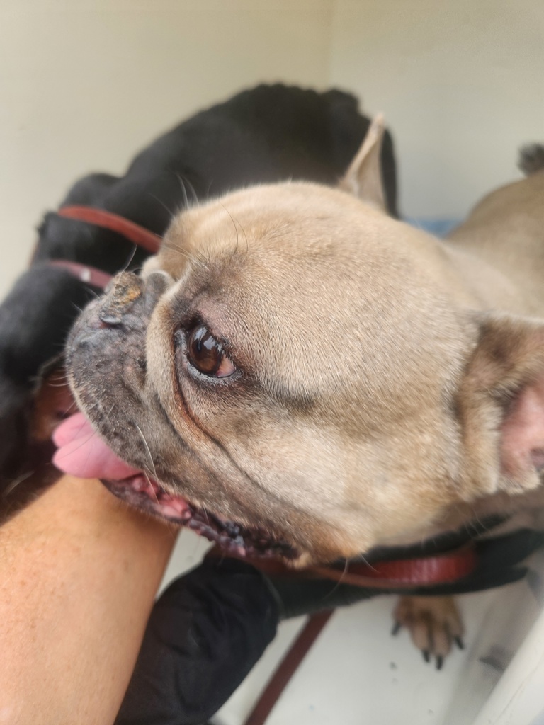 Shelter Stray Male Dog last seen Calle Cristobal, San Diego, CA, 92126, Escondido, CA 92027, USA