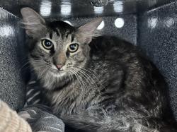 Shelter Stray Male Cat last seen W 97th Street, NEW YORK, NY, 10025, 326 E 110th St, New York, NY 10029, USA