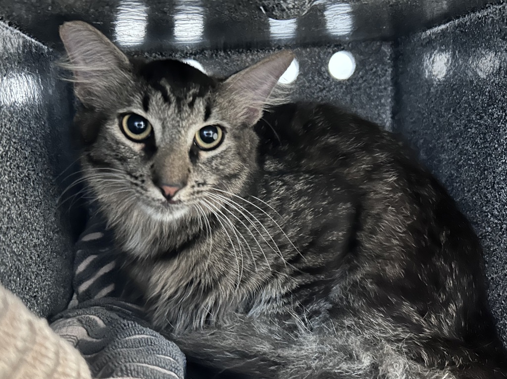 Shelter Stray Male Cat last seen W 97th Street, NEW YORK, NY, 10025, 326 E 110th St, New York, NY 10029, USA