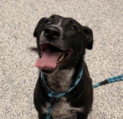 Shelter Stray Male Dog last seen Wheat ridge animal hospital, Wheat Ridge, CO, 80033, 580 McIntyre St, Golden, CO 80401, USA
